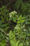 Buffalo Clover, Trifolium reflexum