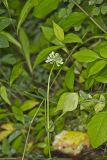 Buffalo Clover, Trifolium reflexum