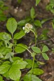 Buffalo Clover, Trifolium reflexum