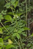 Buffalo Clover, Trifolium reflexum