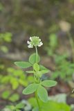 Buffalo Clover, Trifolium reflexum
