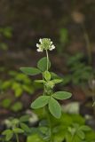 Buffalo Clover, Trifolium reflexum