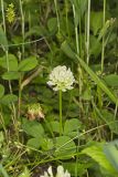 Running Buffalo Clover, Trifolium stoloniferum