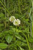 Running Buffalo Clover, Trifolium stoloniferum