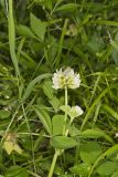 Running Buffalo Clover, Trifolium stoloniferum