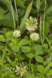 Running Buffalo Clover, Trifolium stoloniferum