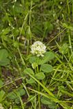 Running Buffalo Clover, Trifolium stoloniferum