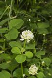 Running Buffalo Clover, Trifolium stoloniferum