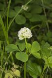 Running Buffalo Clover, Trifolium stoloniferum