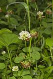 Running Buffalo Clover, Trifolium stoloniferum