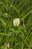 Running Buffalo Clover, Trifolium stoloniferum
