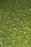 Running Buffalo Clover, Trifolium stoloniferum