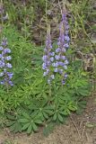 Wild Lupine, Lupinus perennis