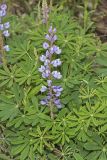 Wild Lupine, Lupinus perennis
