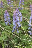 Wild Lupine, Lupinus perennis