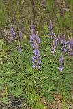Wild Lupine, Lupinus perennis