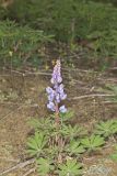 Wild Lupine, Lupinus perennis
