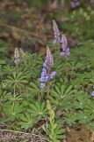 Wild Lupine, Lupinus perennis