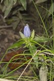 Bottle Gentian, Gentiana andrewsii