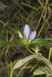 Bottle Gentian, Gentiana andrewsii