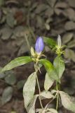 Bottle Gentian, Gentiana andrewsii