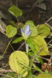 Bottle Gentian, Gentiana andrewsii