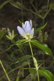 Bottle Gentian, Gentiana andrewsii