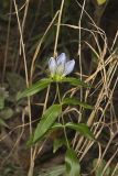 Bottle Gentian, Gentiana andrewsii