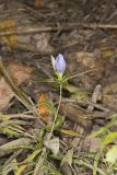 Bottle Gentian, Gentiana andrewsii
