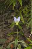 Bottle Gentian, Gentiana andrewsii