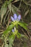 Bottle Gentian, Gentiana andrewsii