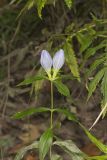 Bottle Gentian, Gentiana andrewsii