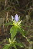 Bottle Gentian, Gentiana andrewsii
