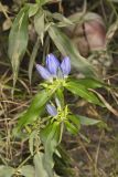 Bottle Gentian, Gentiana andrewsii