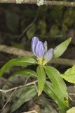 Bottle Gentian, Gentiana andrewsii