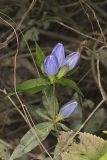 Bottle Gentian, Gentiana andrewsii