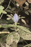 Bottle Gentian, Gentiana andrewsii