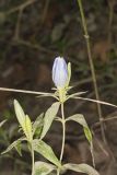 Bottle Gentian, Gentiana andrewsii
