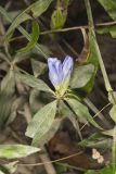 Bottle Gentian, Gentiana andrewsii