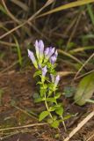Stiff Gentian, Gentianella quinquefolia