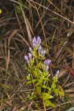 Stiff Gentian, Gentianella quinquefolia