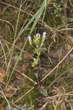 Stiff Gentian, Gentianella quinquefolia