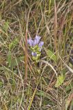 Stiff Gentian, Gentianella quinquefolia