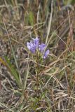 Stiff Gentian, Gentianella quinquefolia
