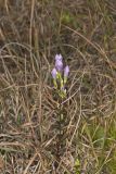 Stiff Gentian, Gentianella quinquefolia