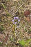 Stiff Gentian, Gentianella quinquefolia