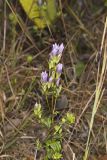 Stiff Gentian, Gentianella quinquefolia
