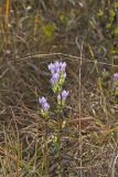 Stiff Gentian, Gentianella quinquefolia