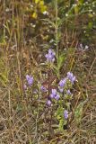 Stiff Gentian, Gentianella quinquefolia