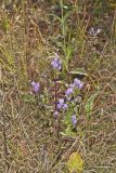 Stiff Gentian, Gentianella quinquefolia